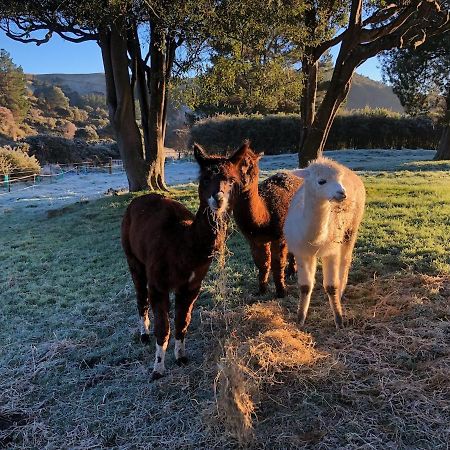 Narrow Neck Creek Farmstay And B&B Upper Hutt Exteriör bild