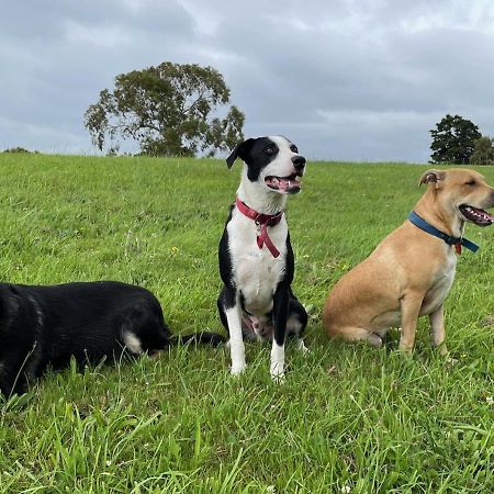 Narrow Neck Creek Farmstay And B&B Upper Hutt Exteriör bild
