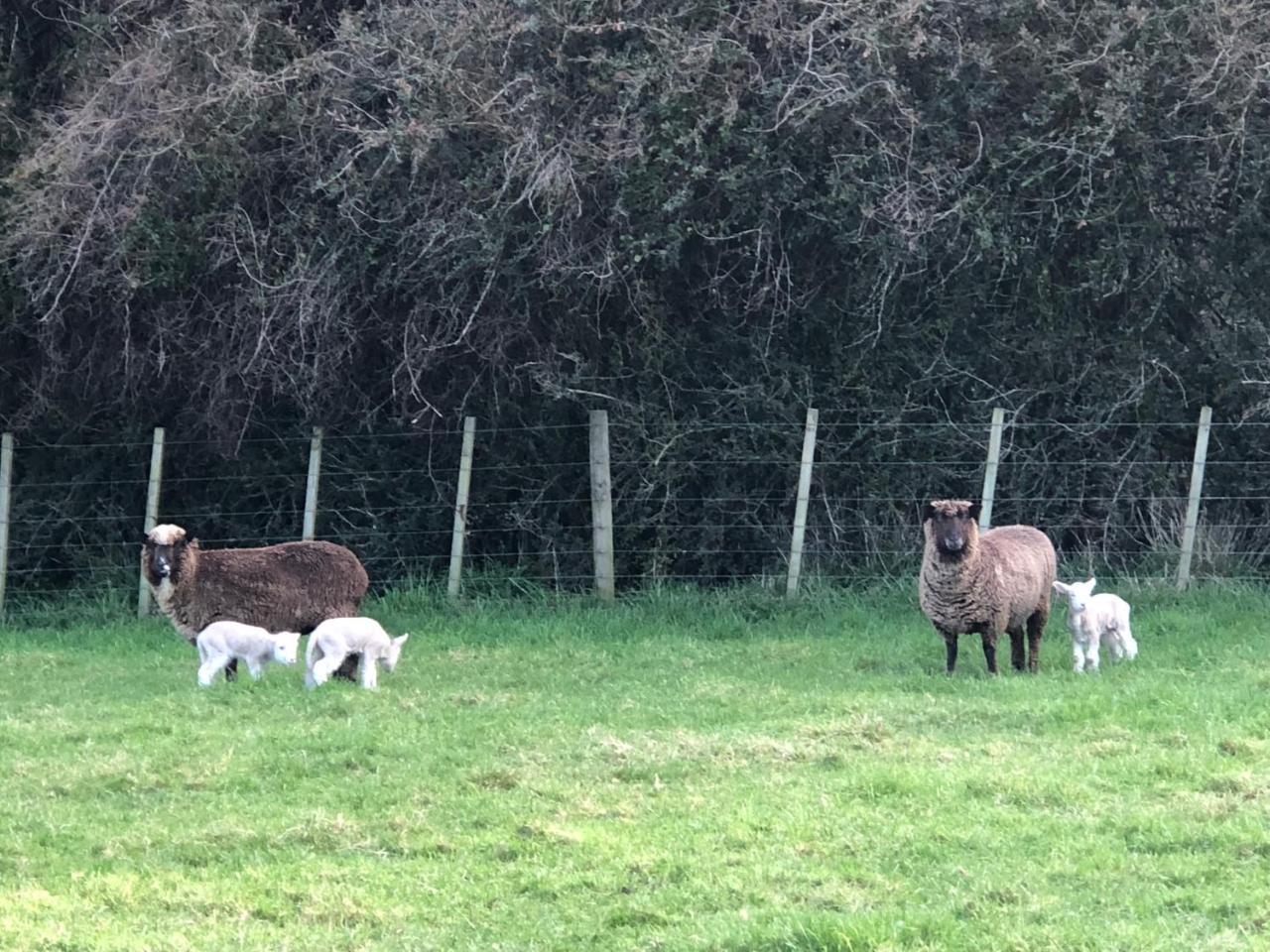 Narrow Neck Creek Farmstay And B&B Upper Hutt Exteriör bild