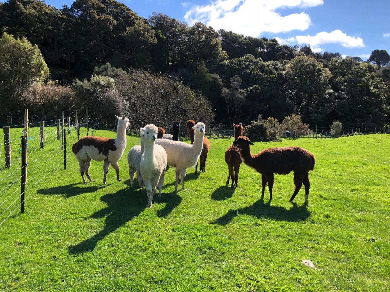 Narrow Neck Creek Farmstay And B&B Upper Hutt Exteriör bild